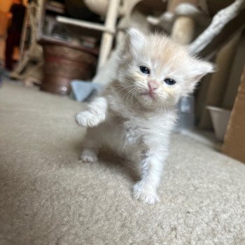 kitten Siberian Cat red cream tabby Male 3 (Lirra A) white collar Spellbound Siberian Cats