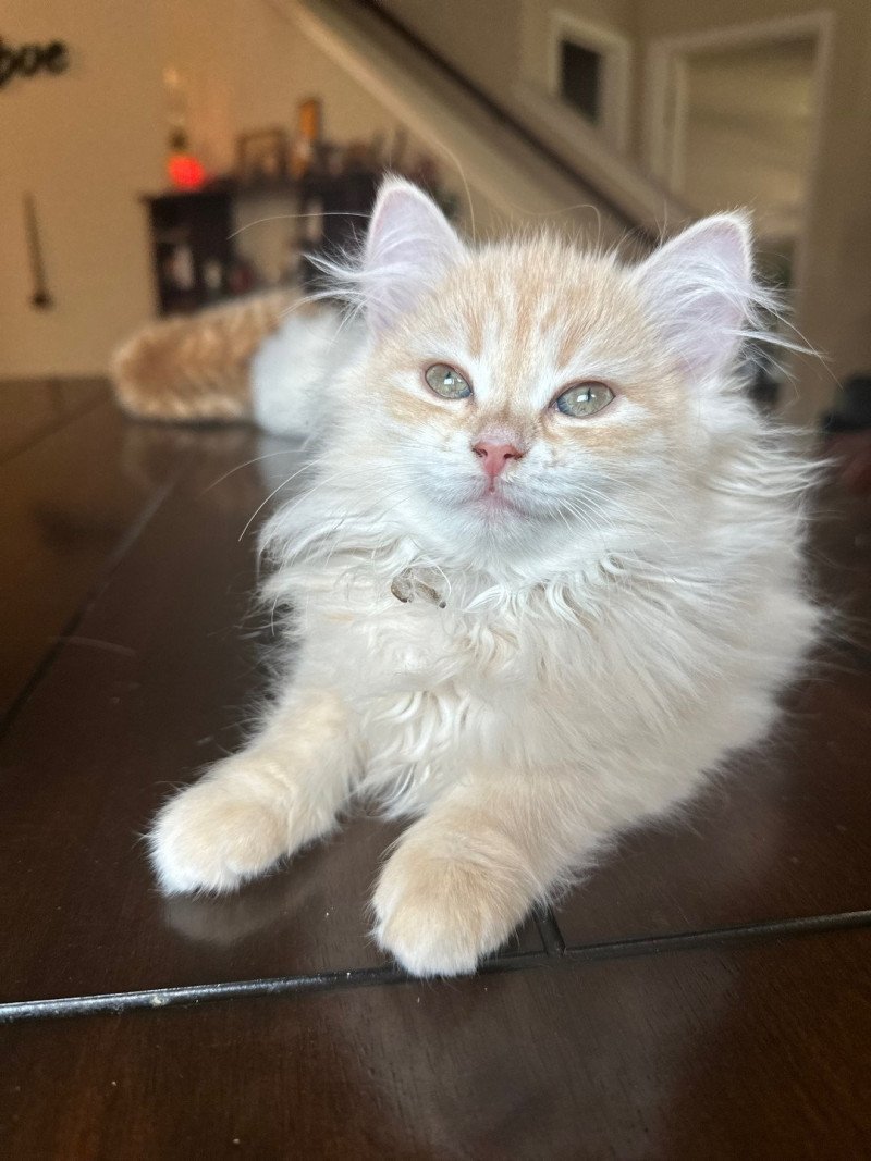 Sunny (Lirra A) white collar Female Siberian Cat