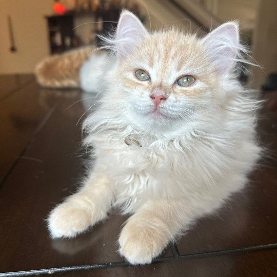 Sunny (Lirra A) white collar Female Siberian Cat