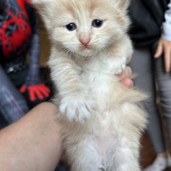 kitten Siberian Cat cream tabby Male 3 (Nezabudka B) Spellbound Siberian Cats