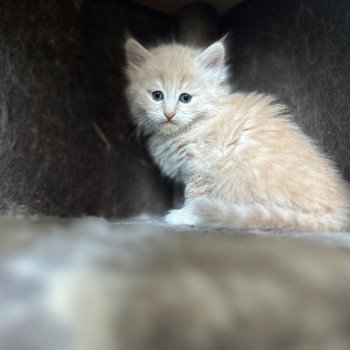 kitten Siberian Cat cream tabby Male 3 (Nezabudka B) Spellbound Siberian Cats