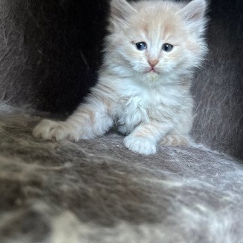 kitten Siberian Cat cream tabby Male 3 (Nezabudka B) Spellbound Siberian Cats