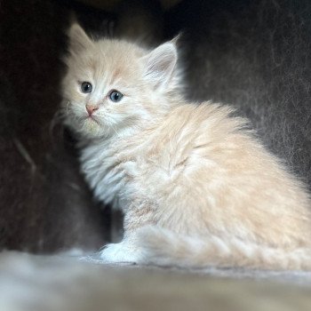 kitten Siberian Cat cream tabby Male 3 (Nezabudka B) Spellbound Siberian Cats