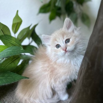 kitten Siberian Cat cream tabby Male 3 (Nezabudka B) Spellbound Siberian Cats