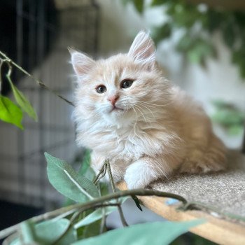 kitten Siberian Cat cream tabby Male 3 (Nezabudka B) Spellbound Siberian Cats