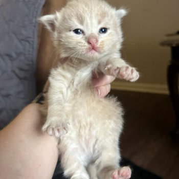 kitten Siberian Cat red tabby Male 3 (Nezabudka C) Spellbound Siberian Cats