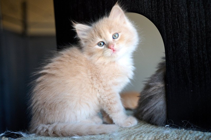 Male 3 (Nezabudka C) Male Siberian Cat