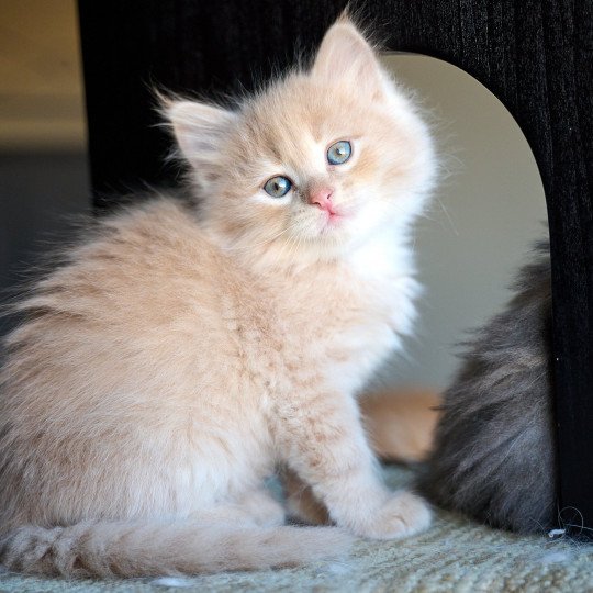 Male 3 (Nezabudka C) Male Siberian Cat