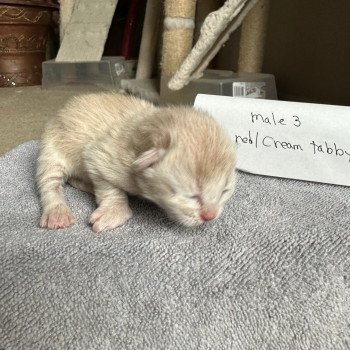 kitten Siberian Cat red cream tabby Male 3 Spellbound Siberian Cats