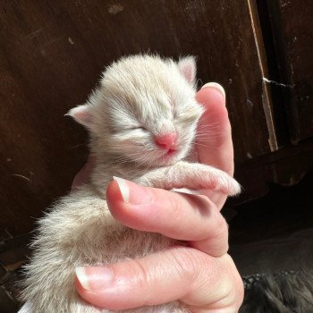 kitten Siberian Cat red cream tabby Male 3 Spellbound Siberian Cats