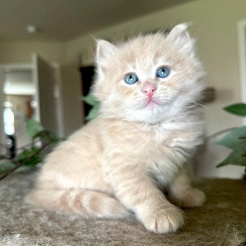 kitten Siberian Cat red cream tabby Male 3 Spellbound Siberian Cats