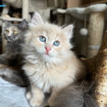 kitten Siberian Cat red cream tabby Male 3 Spellbound Siberian Cats