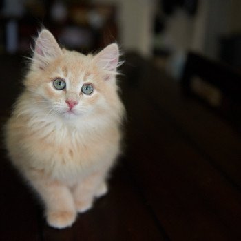 kitten Siberian Cat red cream tabby Male 3 (Arabesque F) Spellbound Siberian Cats