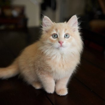 kitten Siberian Cat red cream tabby Male 3 (Arabesque F) Spellbound Siberian Cats