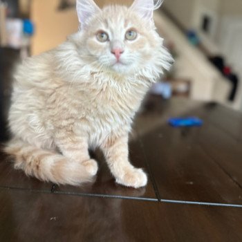 kitten Siberian Cat red cream tabby Zippy (Arabesque F) Spellbound Siberian Cats