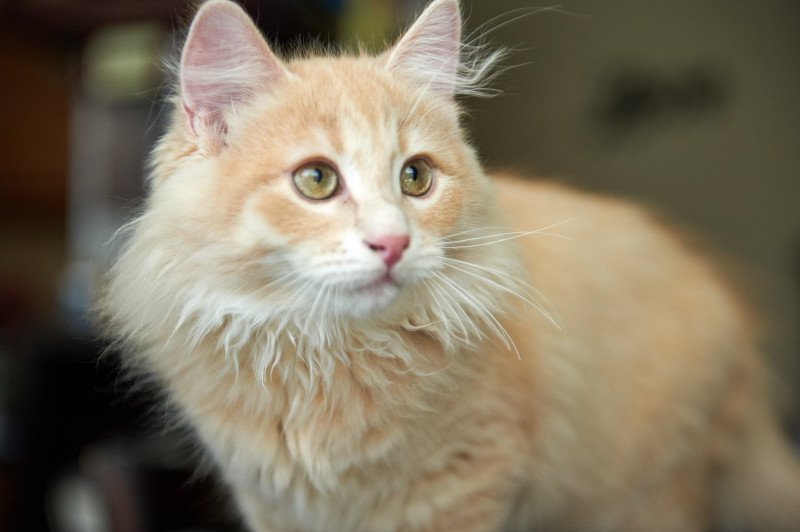 Zippy (Arabesque F) Male Siberian Cat