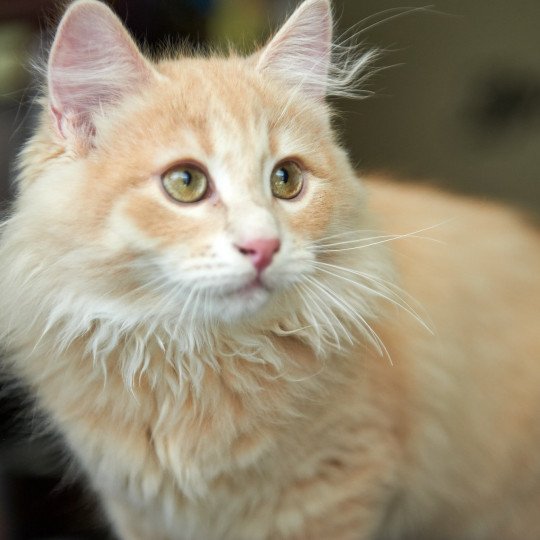 Zippy (Arabesque F) Male Siberian Cat