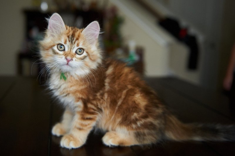 Rowan (Aria I) Green Collar Male Siberian Cat