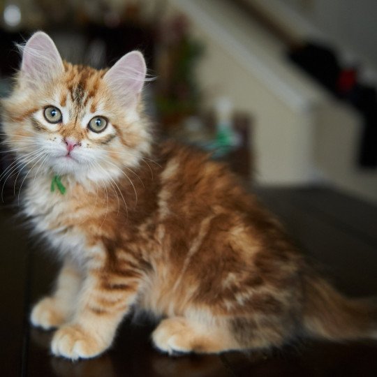 Rowan (Aria I) Green Collar Male Siberian Cat