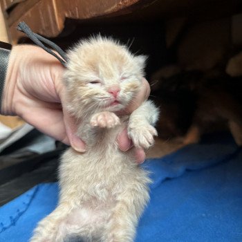 kitten Siberian Cat red cream Male 4 (Lirra A) black collar Spellbound Siberian Cats