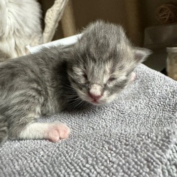 kitten Siberian Cat blue tabby medaillon - locket - bikini - toes Male 4 Spellbound Siberian Cats