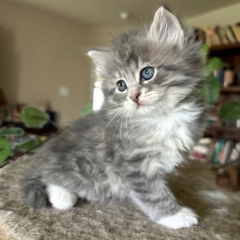 kitten Siberian Cat blue tabby medaillon - locket - bikini - toes Male 4 Spellbound Siberian Cats