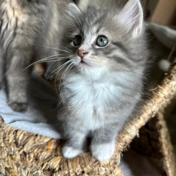 kitten Siberian Cat blue tabby medaillon - locket - bikini - toes Male 4 Spellbound Siberian Cats