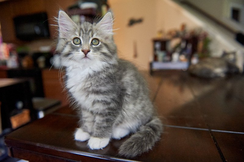 Male 4 (Arabesque F) Male Siberian Cat