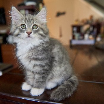 kitten Siberian Cat blue tabby medaillon - locket - bikini - toes Male 4 (Arabesque F) Spellbound Siberian Cats