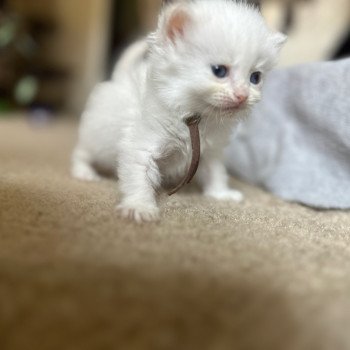 kitten Siberian Cat red cream white tabby Male 5 (Lirra A) brown collar Spellbound Siberian Cats