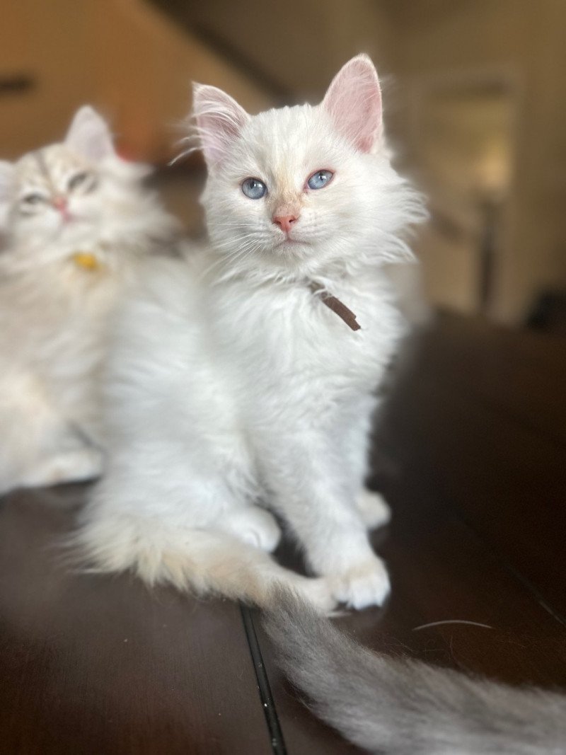 Snowflake (Lirra A) brown collar Female Siberian Cat