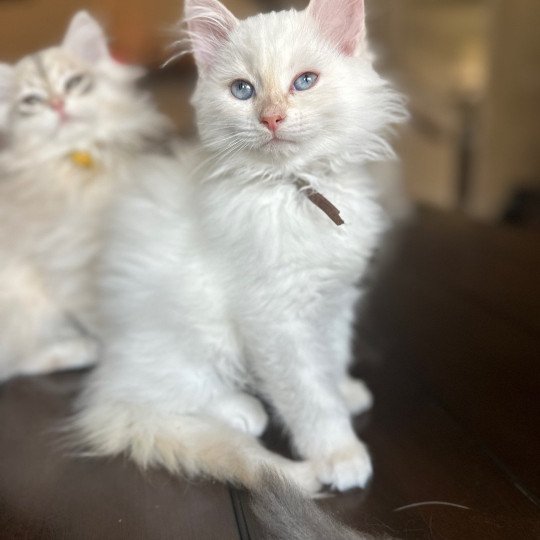 Snowflake (Lirra A) brown collar Female Siberian Cat