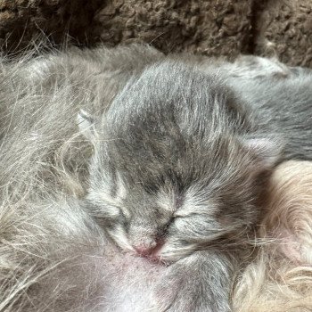 kitten Siberian Cat blue tabby Male 5 Spellbound Siberian Cats