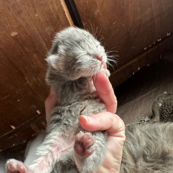 kitten Siberian Cat blue tabby Male 5 Spellbound Siberian Cats