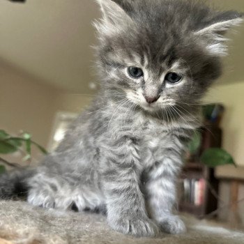 kitten Siberian Cat blue tabby Male 5 Spellbound Siberian Cats