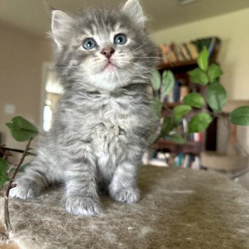 kitten Siberian Cat blue tabby Male 5 Spellbound Siberian Cats