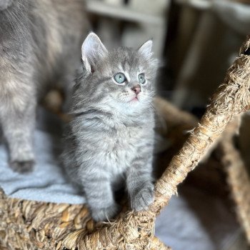 kitten Siberian Cat blue tabby Male 5 Spellbound Siberian Cats