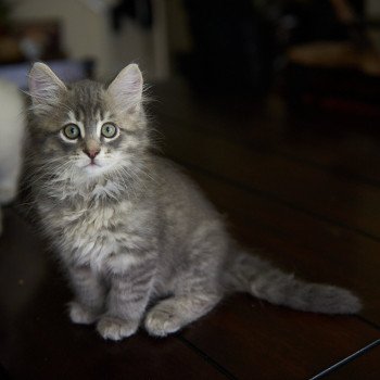 kitten Siberian Cat blue tabby Male 5 (Arabesque F) Spellbound Siberian Cats