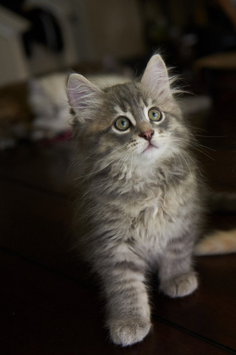 Male 5 (Arabesque F) Male Siberian Cat