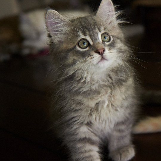 Male 5 (Arabesque F) Male Siberian Cat