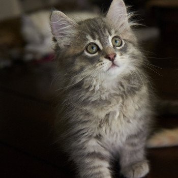 kitten Siberian Cat blue tabby Male 5 (Arabesque F) Spellbound Siberian Cats