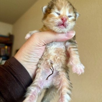 kitten Siberian Cat black white golden tabby Male Spellbound Siberian Cats