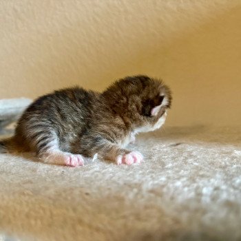 kitten Siberian Cat black white golden tabby Male Spellbound Siberian Cats