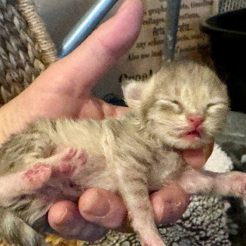 kitten Siberian Cat blue tabby MINT GREEN collar (Lirra C) Spellbound Siberian Cats