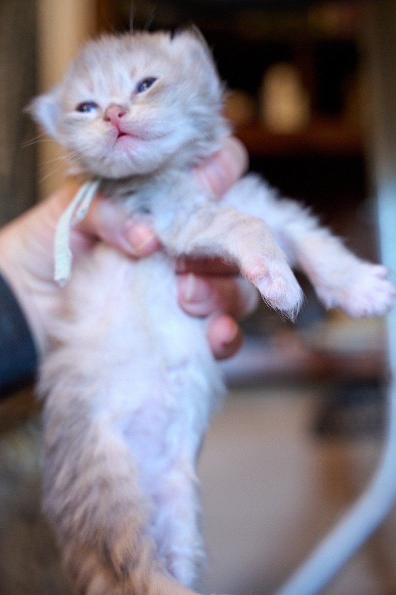 MINT GREEN collar (Lirra C) Female Siberian Cat