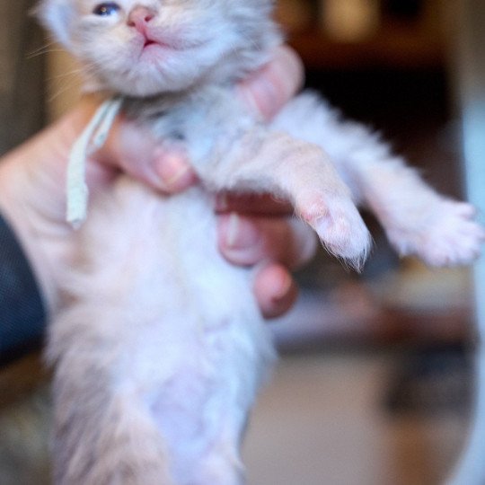 MINT GREEN collar (Lirra C) Female Siberian Cat