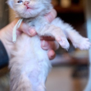 kitten Siberian Cat blue tabby MINT GREEN collar (Lirra C) Spellbound Siberian Cats