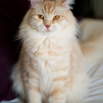 cat Siberian Cat red silver spotted tabby Mirra Dubravushka Spellbound Siberian Cats