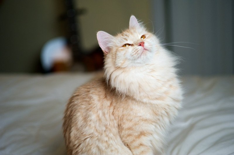 Mirra Female Siberian Cat