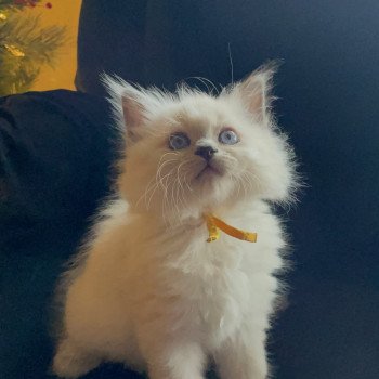 kitten Siberian Cat cream point Moxa (yellow) Spellbound Siberian Cats